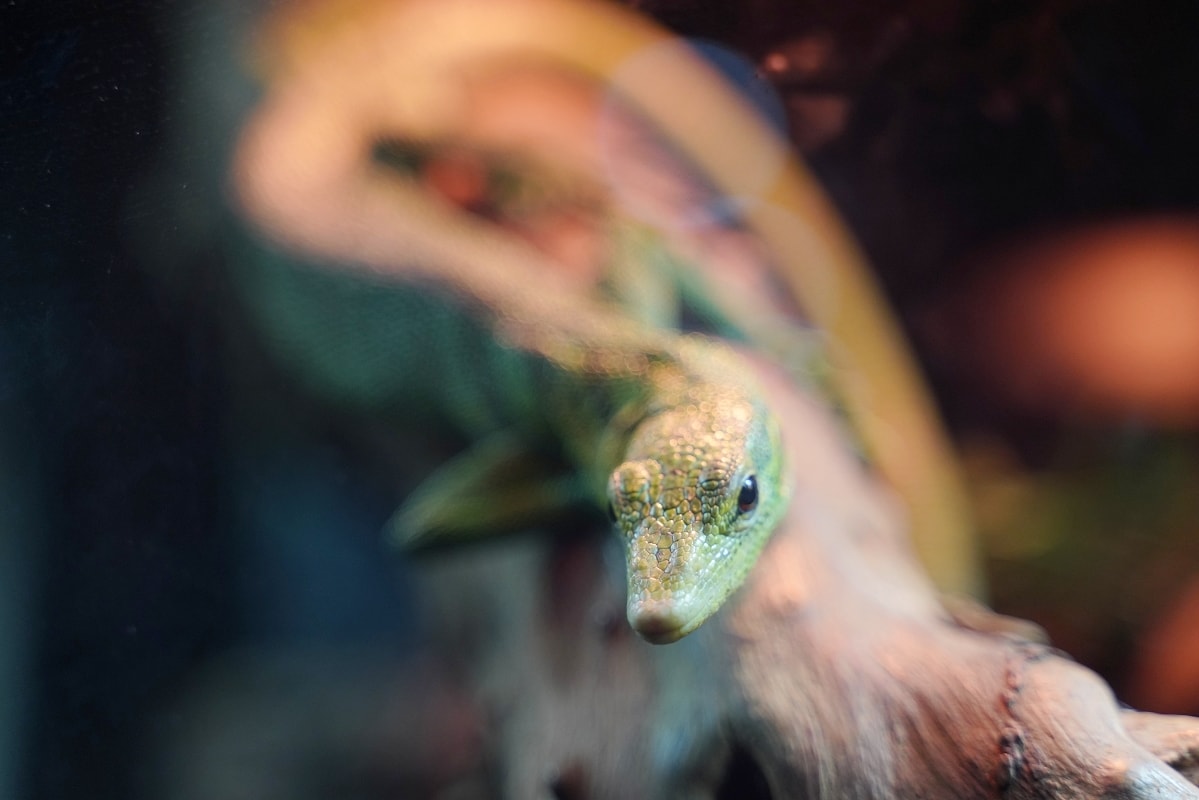 【DMM Kariyushi水族館】沖繩室內親子景點首選 餵食動物互動超好玩 近那霸機場