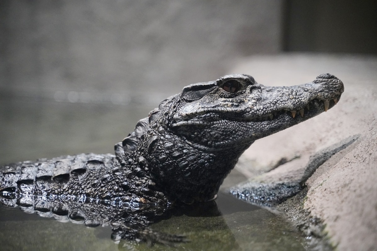 【DMM Kariyushi水族館】沖繩室內親子景點首選 餵食動物互動超好玩 近那霸機場