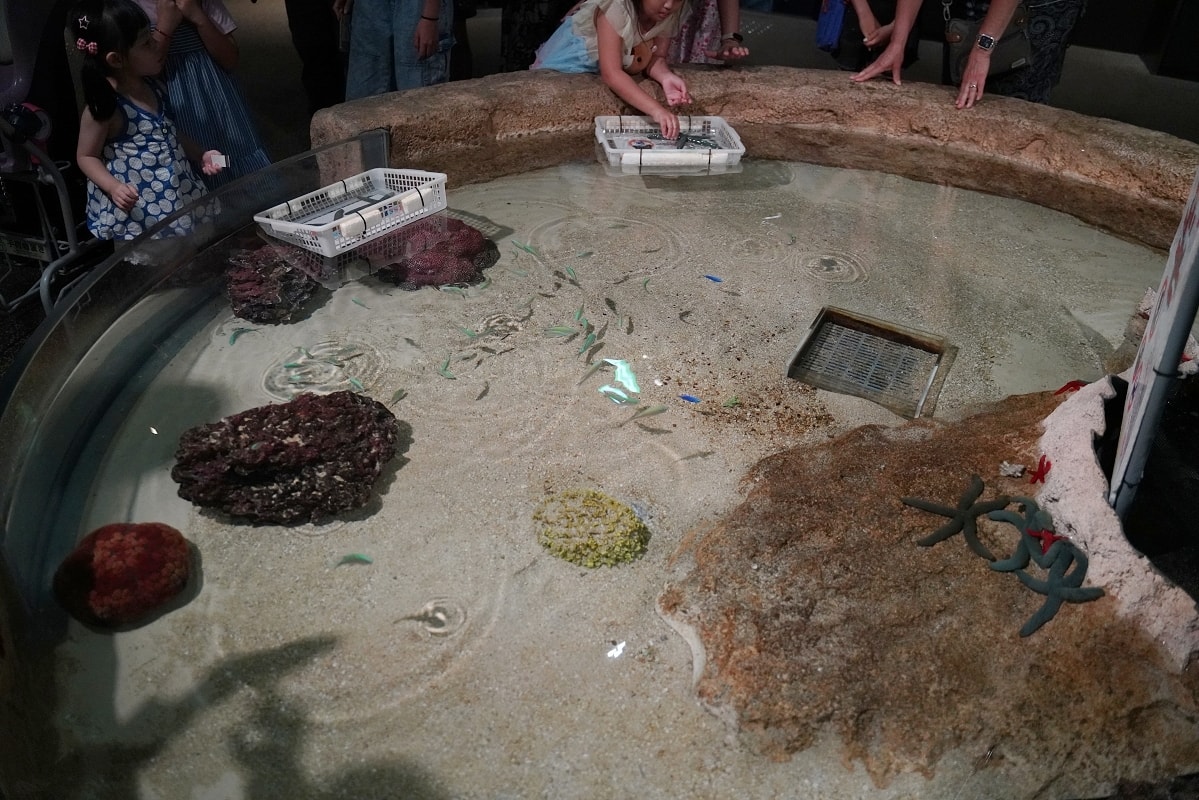【DMM Kariyushi水族館】沖繩室內親子景點首選 餵食動物互動超好玩 近那霸機場