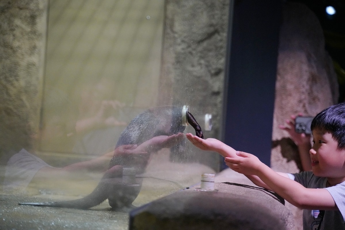 【DMM Kariyushi水族館】沖繩室內親子景點首選 餵食動物互動超好玩 近那霸機場