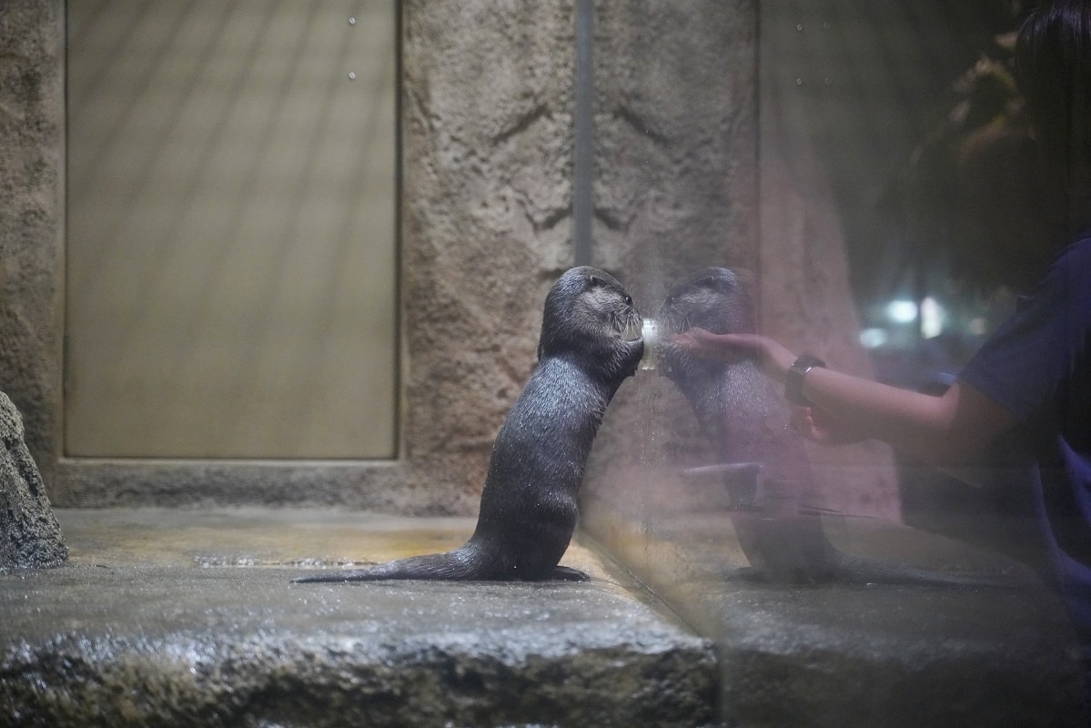 【DMM Kariyushi水族館】沖繩室內親子景點首選 餵食動物互動超好玩 近那霸機場