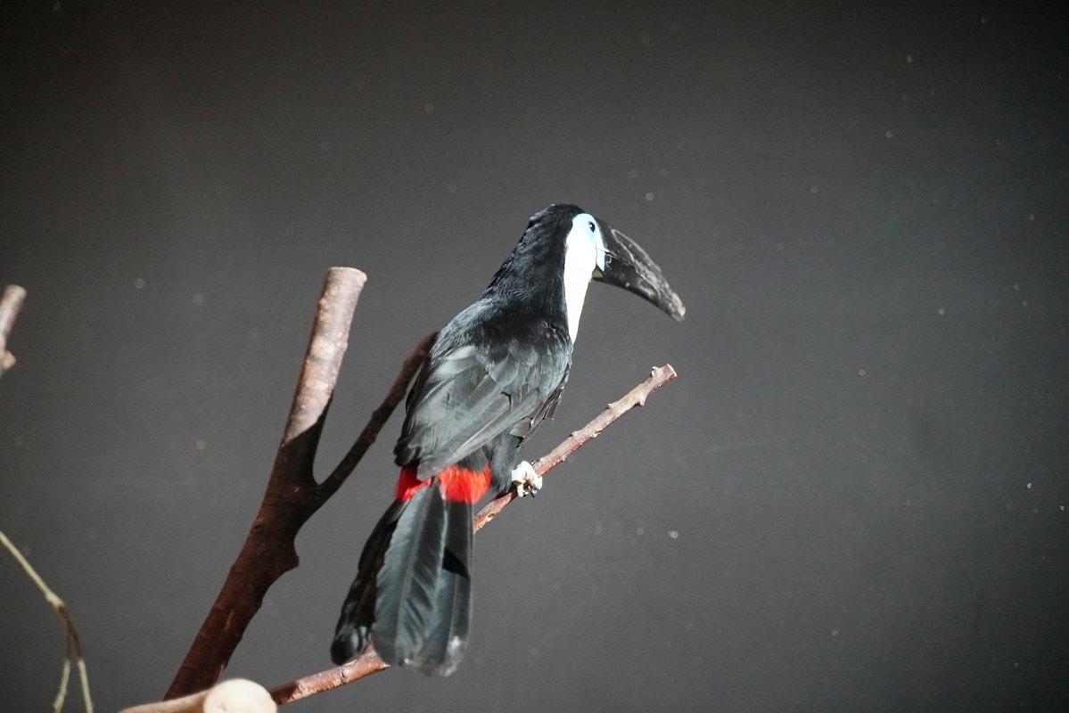 【DMM Kariyushi水族館】沖繩室內親子景點首選 餵食動物互動超好玩 近那霸機場