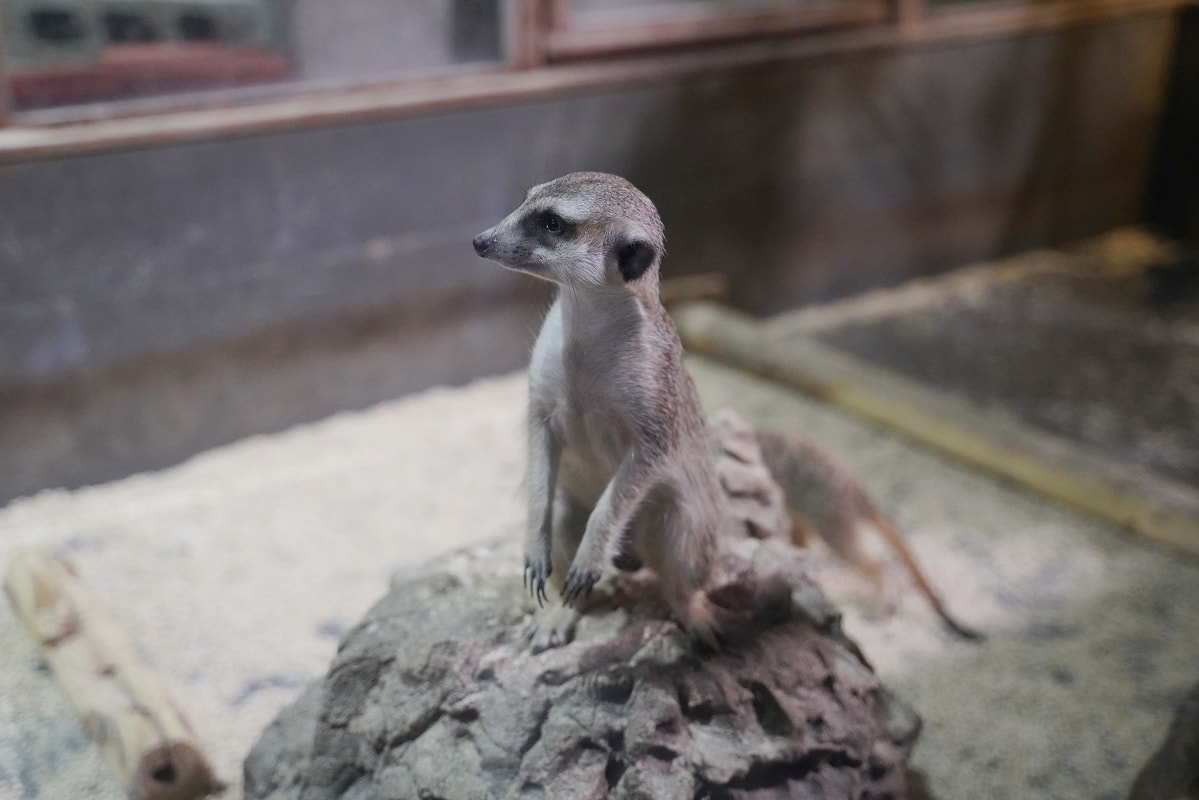 【DMM Kariyushi水族館】沖繩室內親子景點首選 餵食動物互動超好玩 近那霸機場