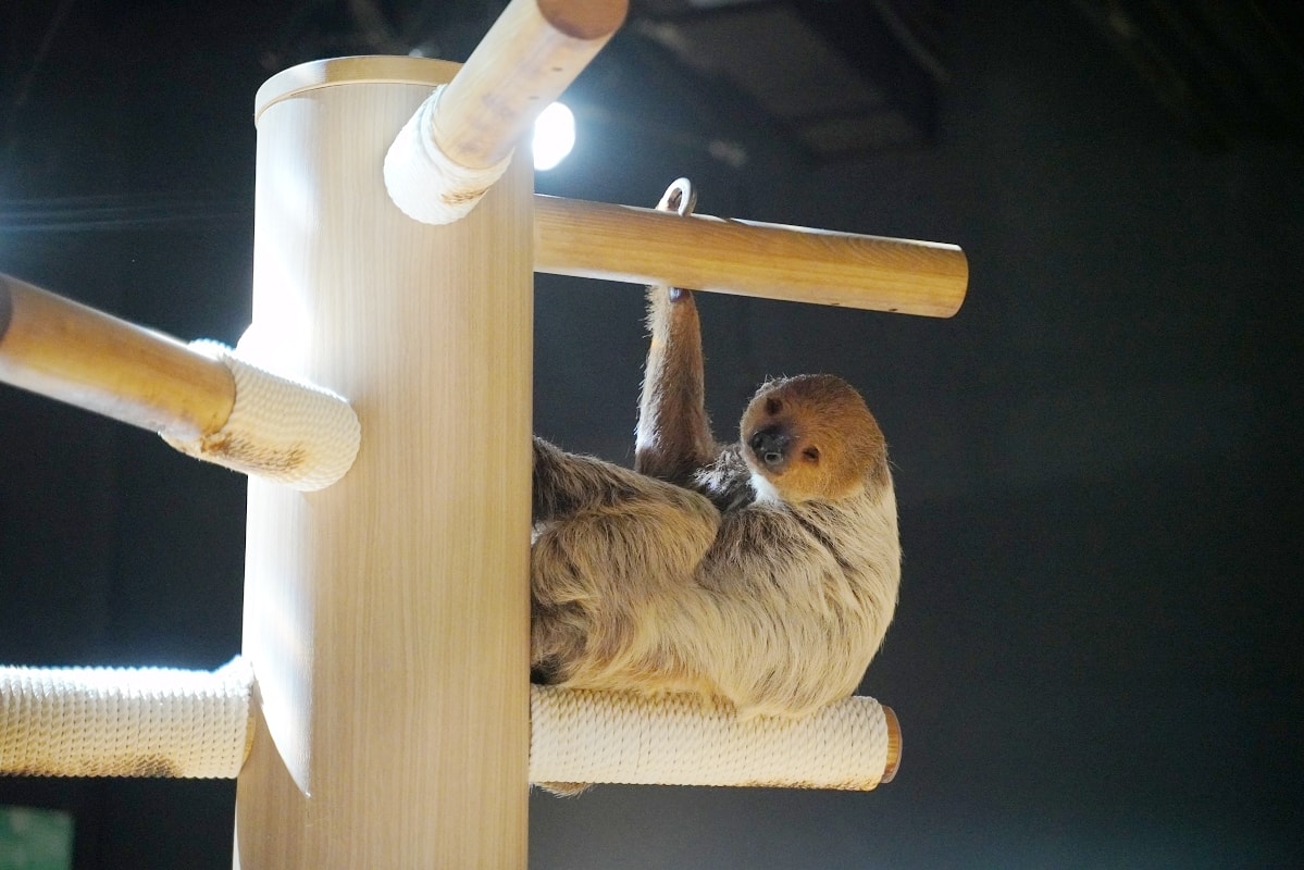 【DMM Kariyushi水族館】沖繩室內親子景點首選 餵食動物互動超好玩 近那霸機場