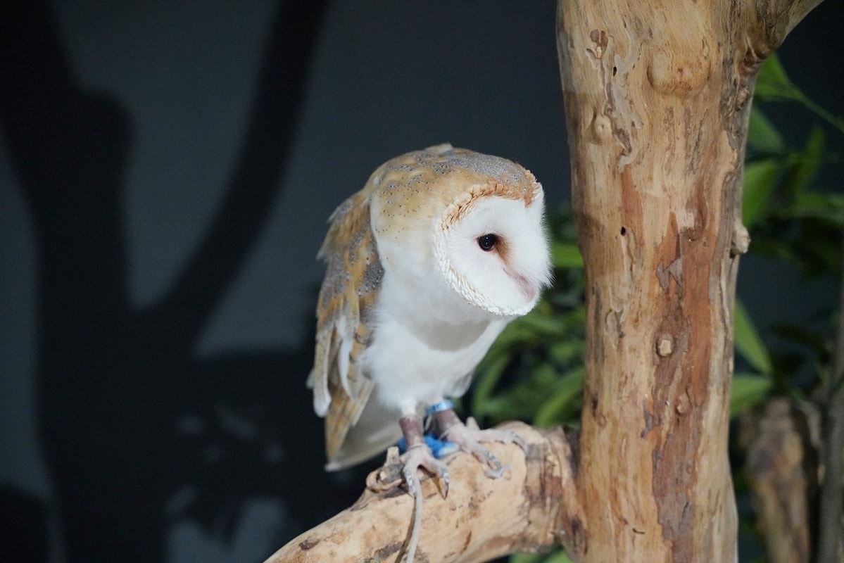 【DMM Kariyushi水族館】沖繩室內親子景點首選 餵食動物互動超好玩 近那霸機場