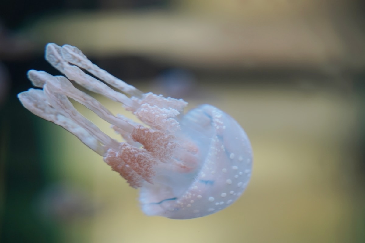 【DMM Kariyushi水族館】沖繩室內親子景點首選 餵食動物互動超好玩 近那霸機場