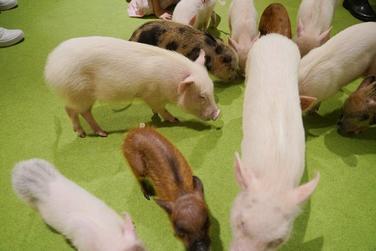 【DMM Kariyushi水族館】沖繩室內親子景點首選 餵食動物互動超好玩 近那霸機場