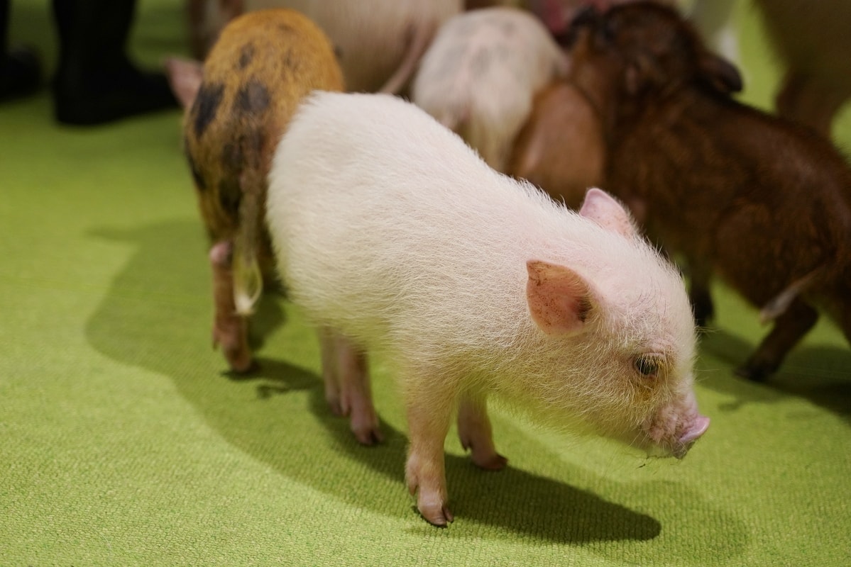 【DMM Kariyushi水族館】沖繩室內親子景點首選 餵食動物互動超好玩 近那霸機場