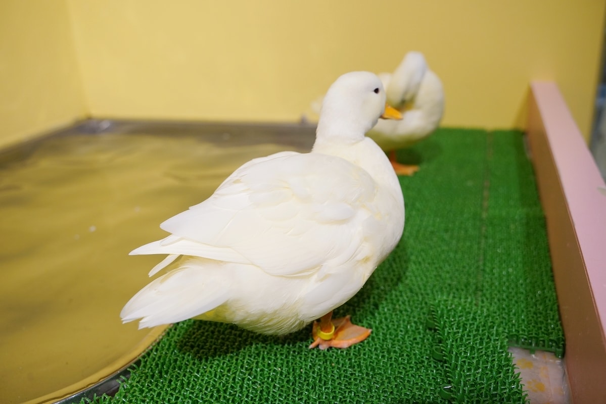 【DMM Kariyushi水族館】沖繩室內親子景點首選 餵食動物互動超好玩 近那霸機場