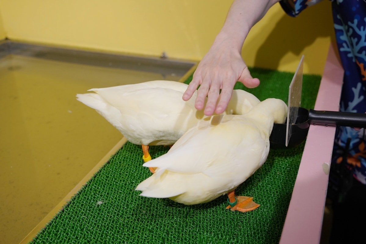 【DMM Kariyushi水族館】沖繩室內親子景點首選 餵食動物互動超好玩 近那霸機場