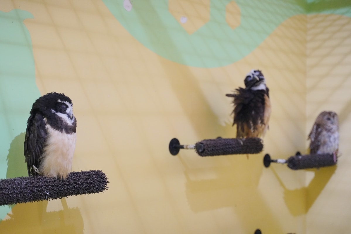 【DMM Kariyushi水族館】沖繩室內親子景點首選 餵食動物互動超好玩 近那霸機場
