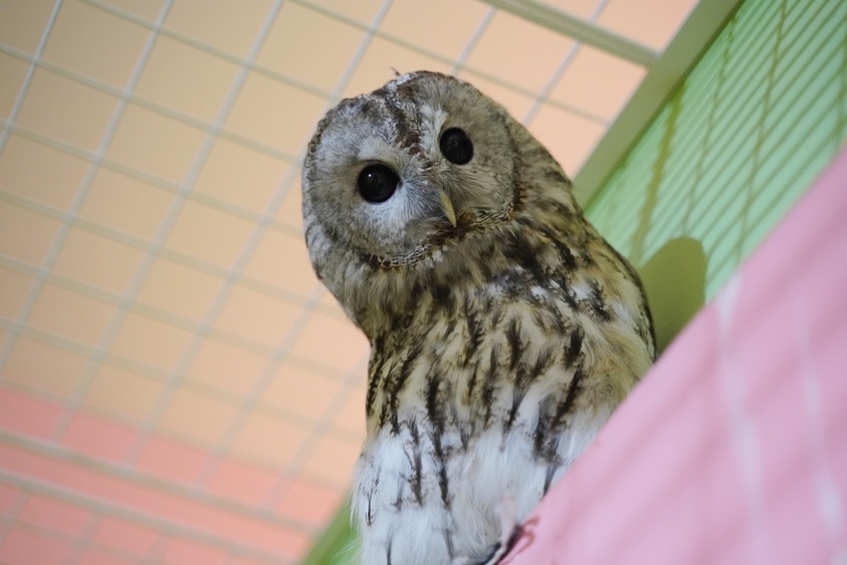 【DMM Kariyushi水族館】沖繩室內親子景點首選 餵食動物互動超好玩 近那霸機場