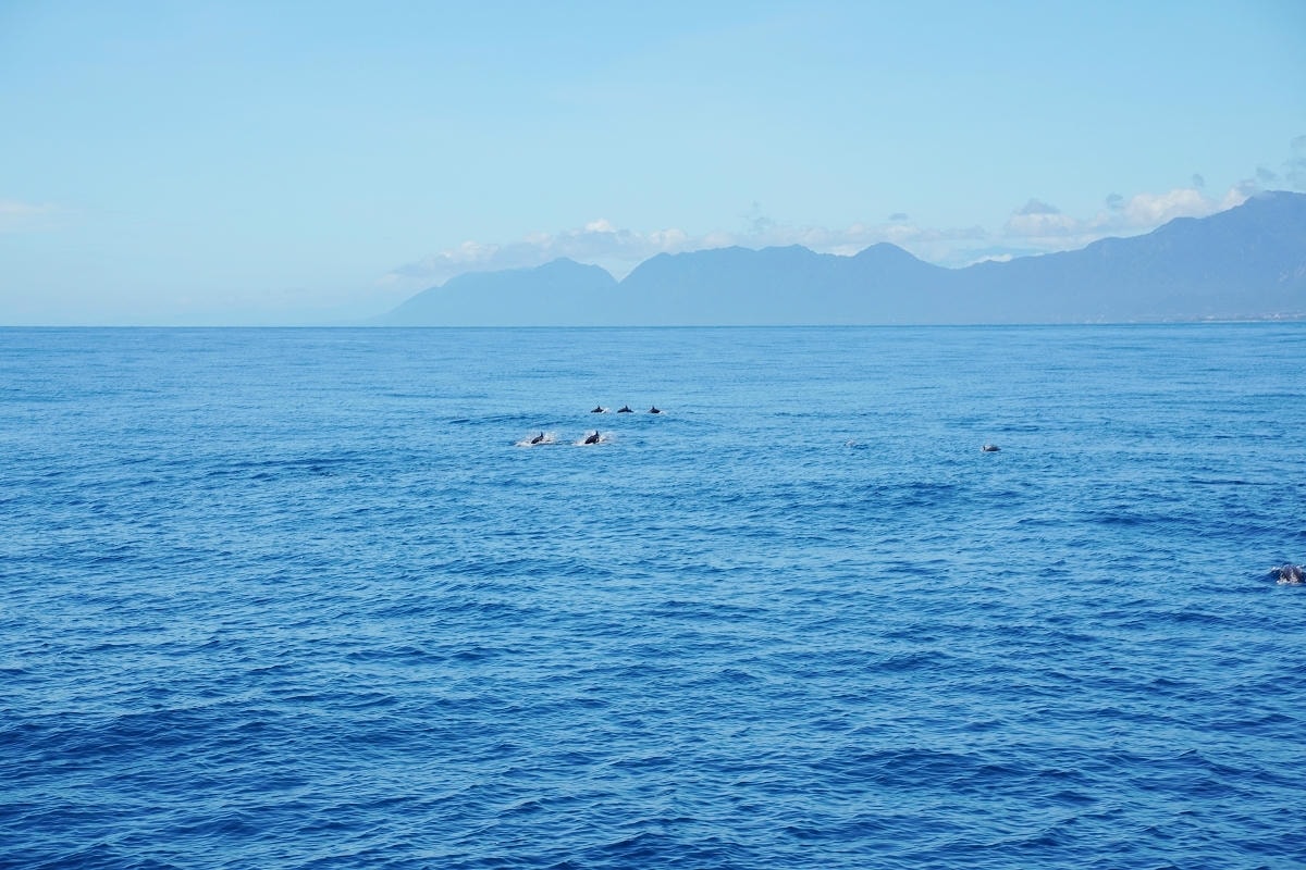 【晉領號】台東成功港賞鯨船推薦 台灣東部賞鯨行程親子遊必訪 每年5~10月期間限定錯過可惜