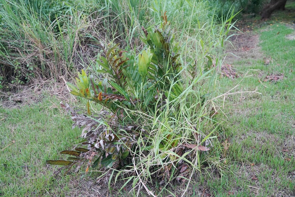 【花蓮富里羅山休閒農業區】里山竹炭包體驗 羅山竹林步道深度親近自然體驗
