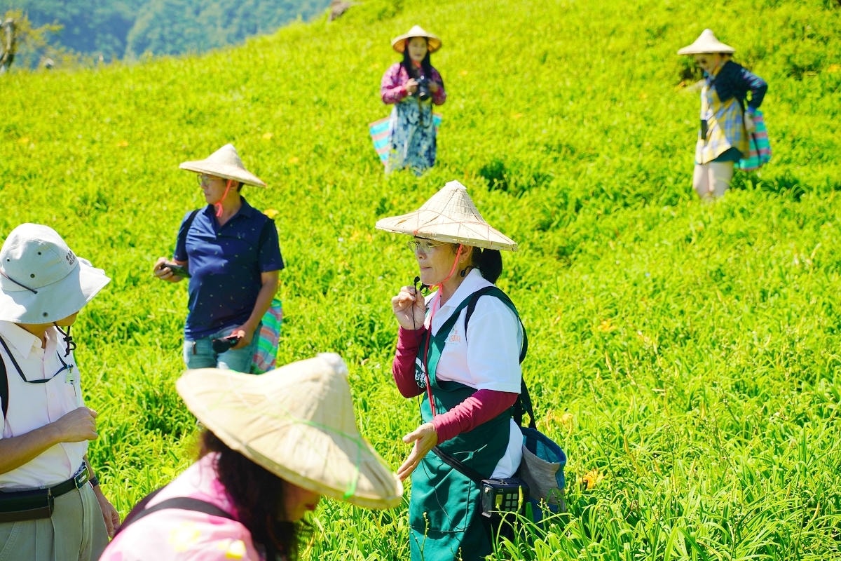 【964驛站二訪】花蓮富里六十石山採金針體驗 六十石山制高點忘憂亭 六十石山最好吃的炸金針