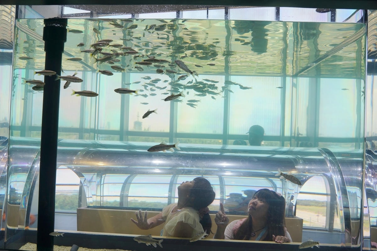 【台中海洋館亮點大公開】台灣最大水母展示區/首座室內人工溼地 台灣首見企鵝開放式展示缸