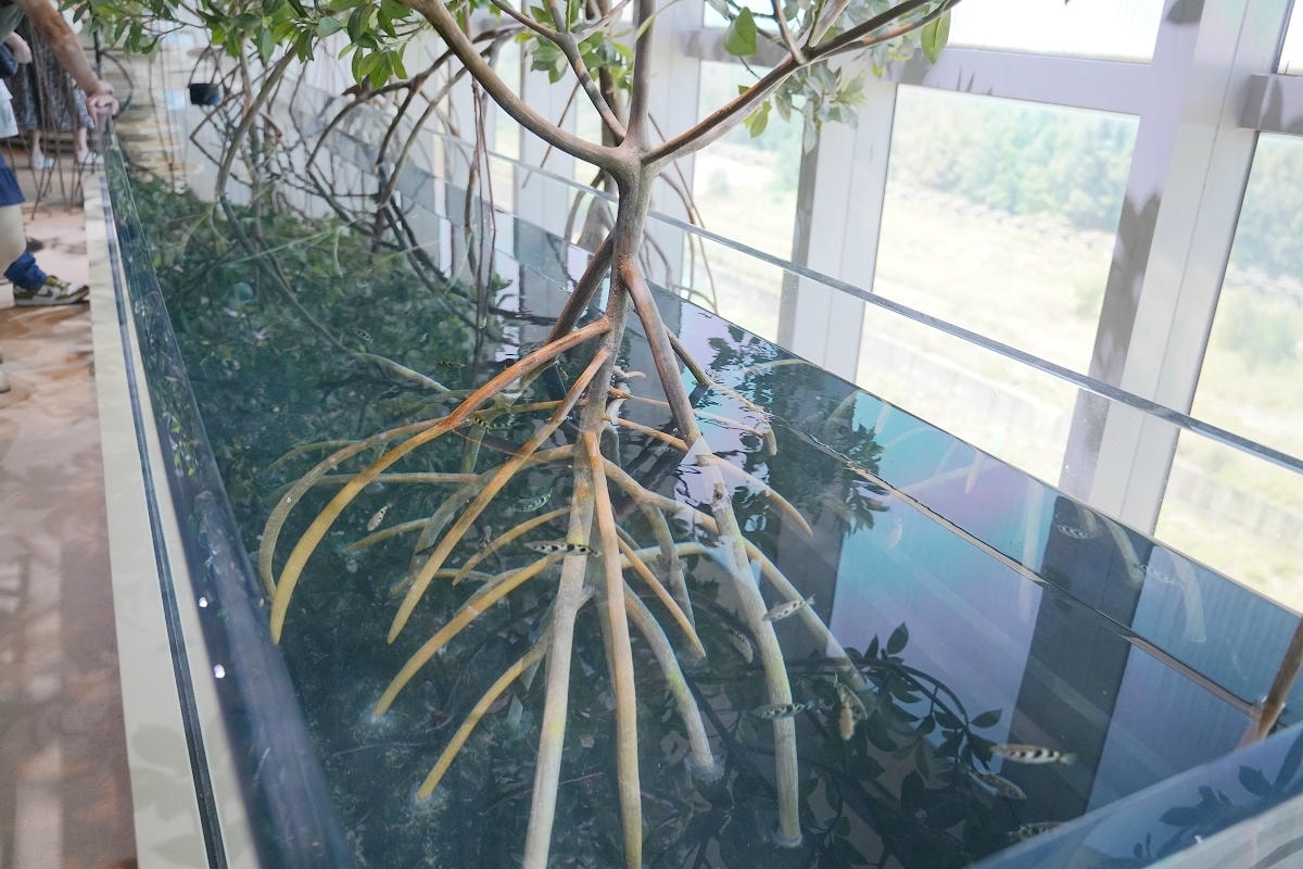 【台中海洋館亮點大公開】台灣最大水母展示區/首座室內人工溼地 台灣首見企鵝開放式展示缸