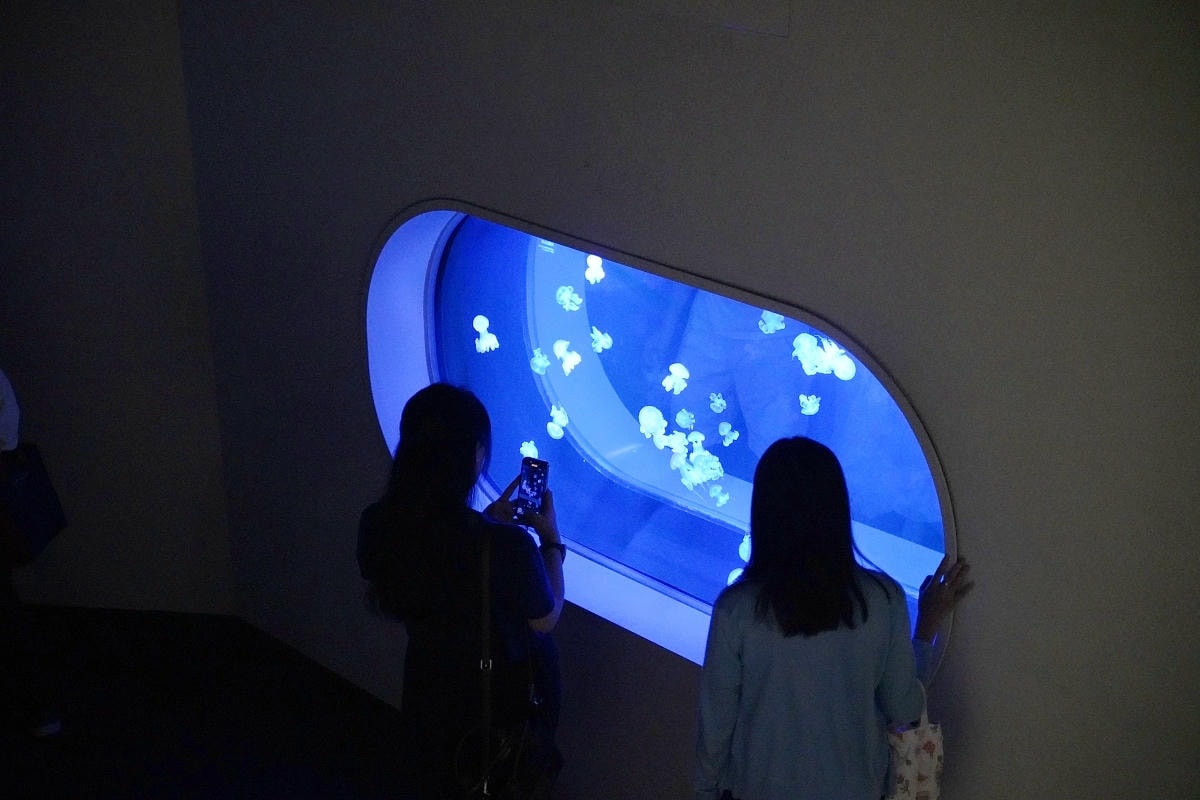 【台中海洋館亮點大公開】台灣最大水母展示區/首座室內人工溼地 台灣首見企鵝開放式展示缸