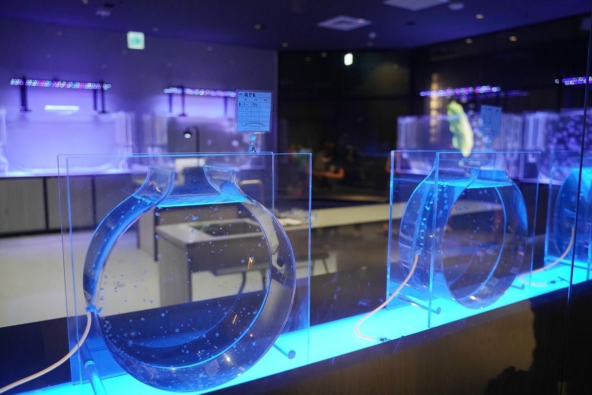 【台中海洋館亮點大公開】台灣最大水母展示區/首座室內人工溼地 台灣首見企鵝開放式展示缸