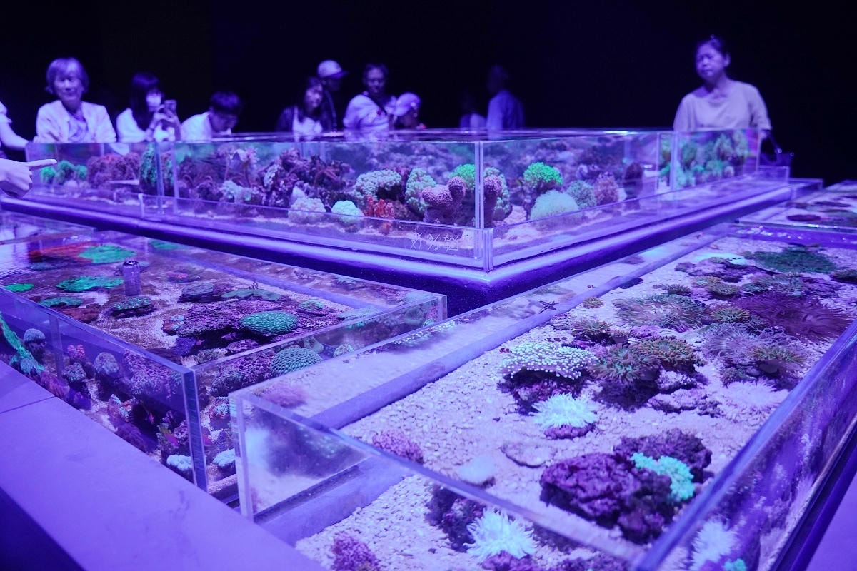 【台中海洋館亮點大公開】台灣最大水母展示區/首座室內人工溼地 台灣首見企鵝開放式展示缸