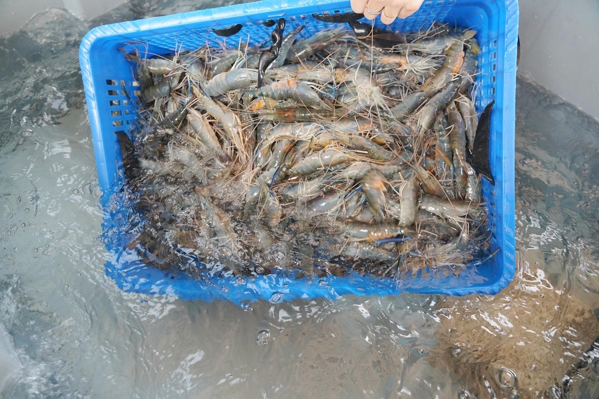 【就是愛海鮮-海鮮肉品市集】彰化最大海鮮市集推薦 百坪停車場好停車 中秋烤肉火鍋採買必訪 - 第4張圖 【就是愛海鮮-海鮮肉品市集】彰化最大海鮮市集推薦 百坪停車場好停車 中秋烤肉火鍋採買必訪