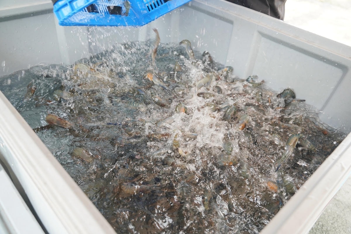 【就是愛海鮮-海鮮肉品市集】彰化最大海鮮市集推薦 百坪停車場好停車 中秋烤肉火鍋採買必訪 - 第5張圖 【就是愛海鮮-海鮮肉品市集】彰化最大海鮮市集推薦 百坪停車場好停車 中秋烤肉火鍋採買必訪