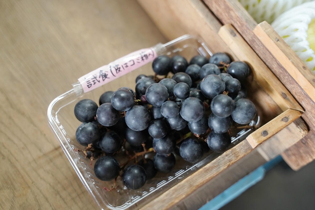 【藤谷果樹園 ふじたにかじゅえん】北海道深川親子景點推薦 入園無料自採蘋果1個300日圓 - 第8張圖 【藤谷果樹園 ふじたにかじゅえん】北海道深川親子景點推薦 入園無料自採蘋果1個300日圓