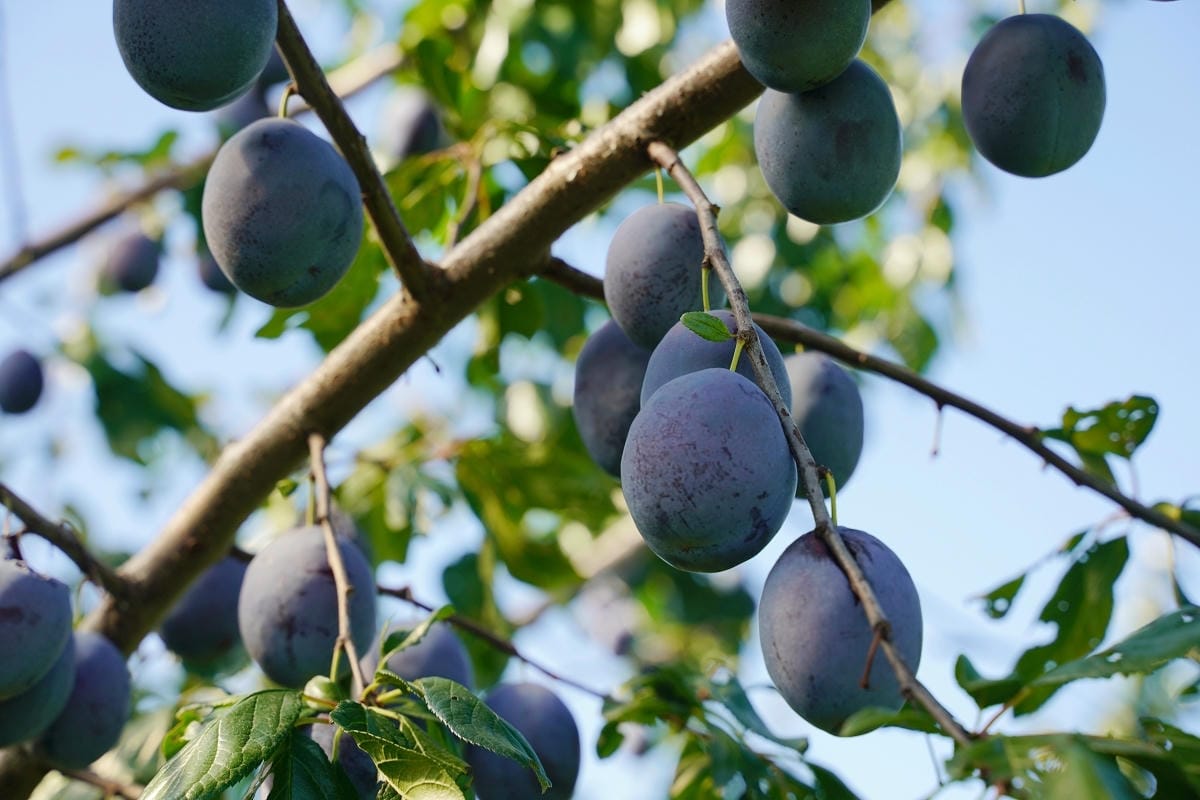 【はやし果樹園】北海道深川傳承三代面積最大果園 蘋果/櫻桃/藍莓/李子每人1300円吃到飽