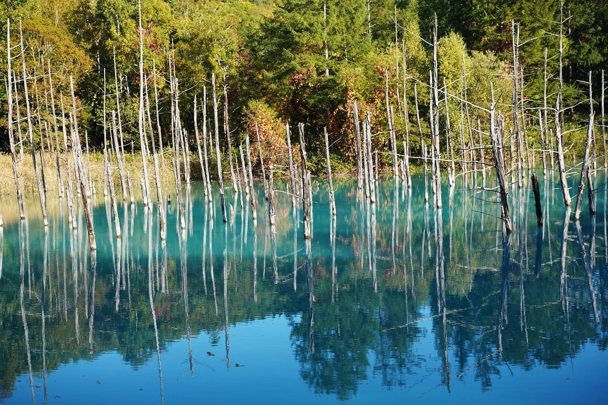 【白金青い池】北海道美瑛免費景點推薦 夢幻湛藍美瑛白金青池 夏季限定彈珠汽水美瑛牛奶霜淇淋 - 第12張圖 【白金青い池】北海道美瑛免費景點推薦 夢幻湛藍美瑛白金青池 夏季限定彈珠汽水美瑛牛奶霜淇淋