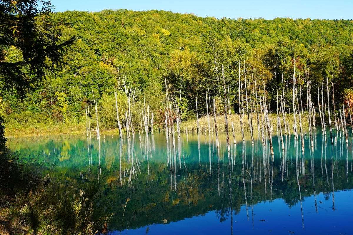 【白金青い池】北海道美瑛免費景點推薦 夢幻湛藍美瑛白金青池 夏季限定彈珠汽水美瑛牛奶霜淇淋 - 第13張圖 【白金青い池】北海道美瑛免費景點推薦 夢幻湛藍美瑛白金青池 夏季限定彈珠汽水美瑛牛奶霜淇淋