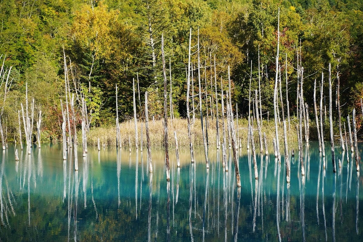【白金青い池】北海道美瑛免費景點推薦 夢幻湛藍美瑛白金青池 夏季限定彈珠汽水美瑛牛奶霜淇淋 - 第14張圖 【白金青い池】北海道美瑛免費景點推薦 夢幻湛藍美瑛白金青池 夏季限定彈珠汽水美瑛牛奶霜淇淋