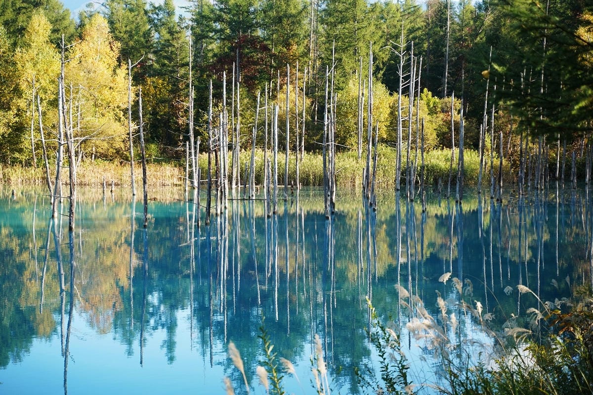 【白金青い池】北海道美瑛免費景點推薦 夢幻湛藍美瑛白金青池 夏季限定彈珠汽水美瑛牛奶霜淇淋 - 第15張圖 【白金青い池】北海道美瑛免費景點推薦 夢幻湛藍美瑛白金青池 夏季限定彈珠汽水美瑛牛奶霜淇淋