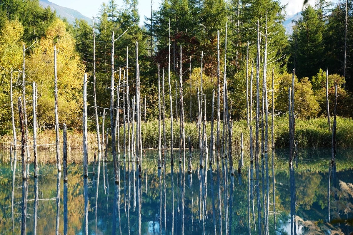 【白金青い池】北海道美瑛免費景點推薦 夢幻湛藍美瑛白金青池 夏季限定彈珠汽水美瑛牛奶霜淇淋 - 第16張圖 【白金青い池】北海道美瑛免費景點推薦 夢幻湛藍美瑛白金青池 夏季限定彈珠汽水美瑛牛奶霜淇淋