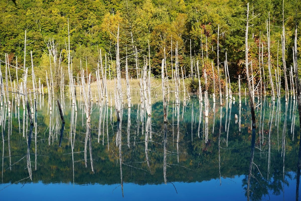【白金青い池】北海道美瑛免費景點推薦 夢幻湛藍美瑛白金青池 夏季限定彈珠汽水美瑛牛奶霜淇淋 - 第17張圖 【白金青い池】北海道美瑛免費景點推薦 夢幻湛藍美瑛白金青池 夏季限定彈珠汽水美瑛牛奶霜淇淋