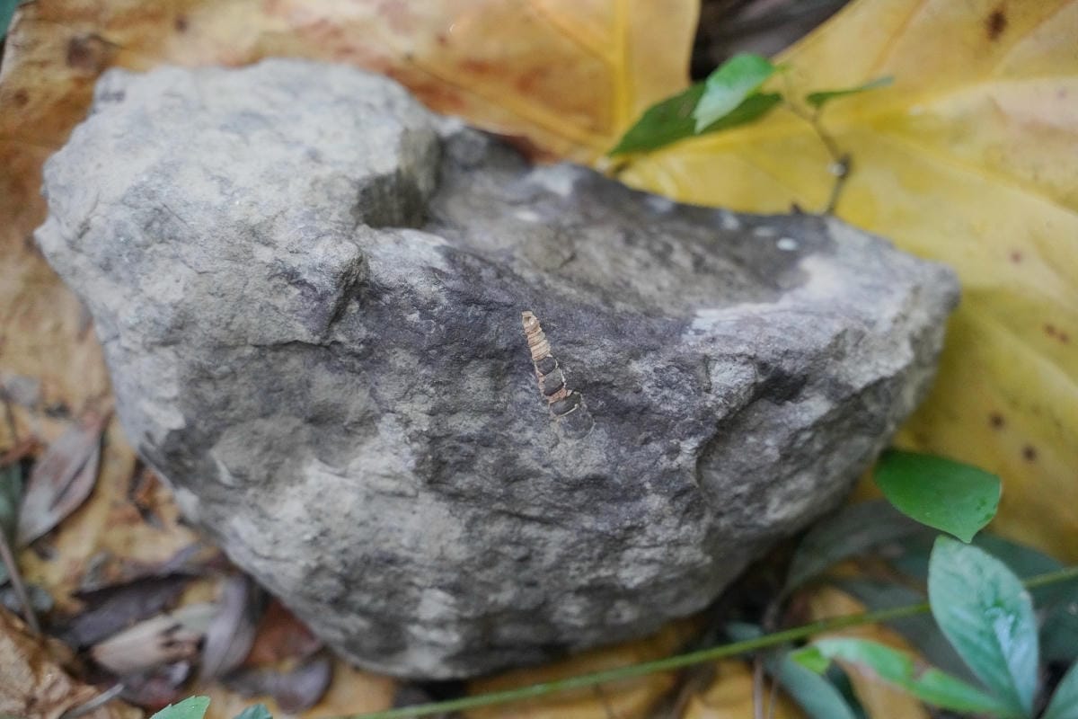 【幸福南埔黃金水鄉】金牌農村競賽「金牌農村」殊榮 先人智慧百年陳屋水車 灌溉水圳朔溪體驗