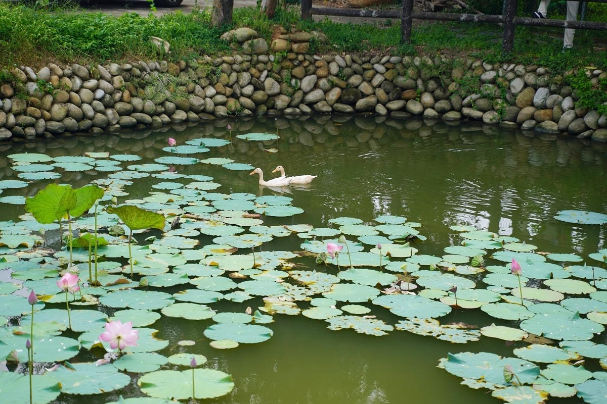 【幸福南埔黃金水鄉】金牌農村競賽「金牌農村」殊榮 先人智慧百年陳屋水車 灌溉水圳朔溪體驗