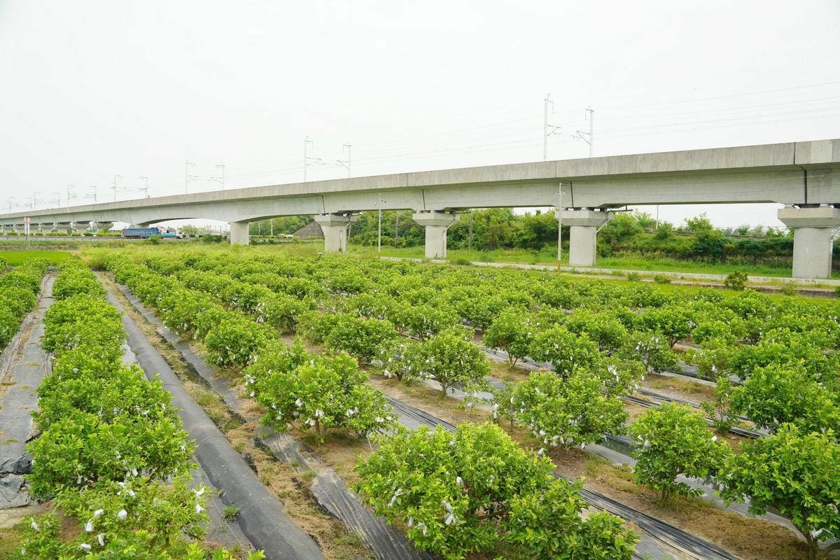 【牡丹果食】台南後壁芭樂觀光果園 有機肥料自製發酵益生菌 田間玩很大食農教育 - 第4張圖 【牡丹果食】台南後壁芭樂觀光果園 有機肥料自製發酵益生菌 田間玩很大食農教育