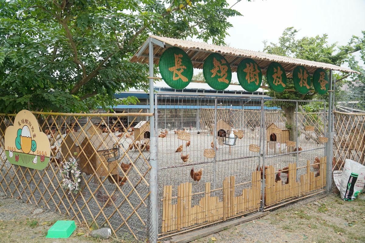 【長短樹放牧蛋】全場放牧通過永續認證 農業旅遊特色場域認證 與母雞近距離互動撿雞蛋食農體驗 - 第1張圖 【長短樹放牧蛋】全場放牧通過永續認證 農業旅遊特色場域認證 與母雞近距離互動撿雞蛋食農體驗