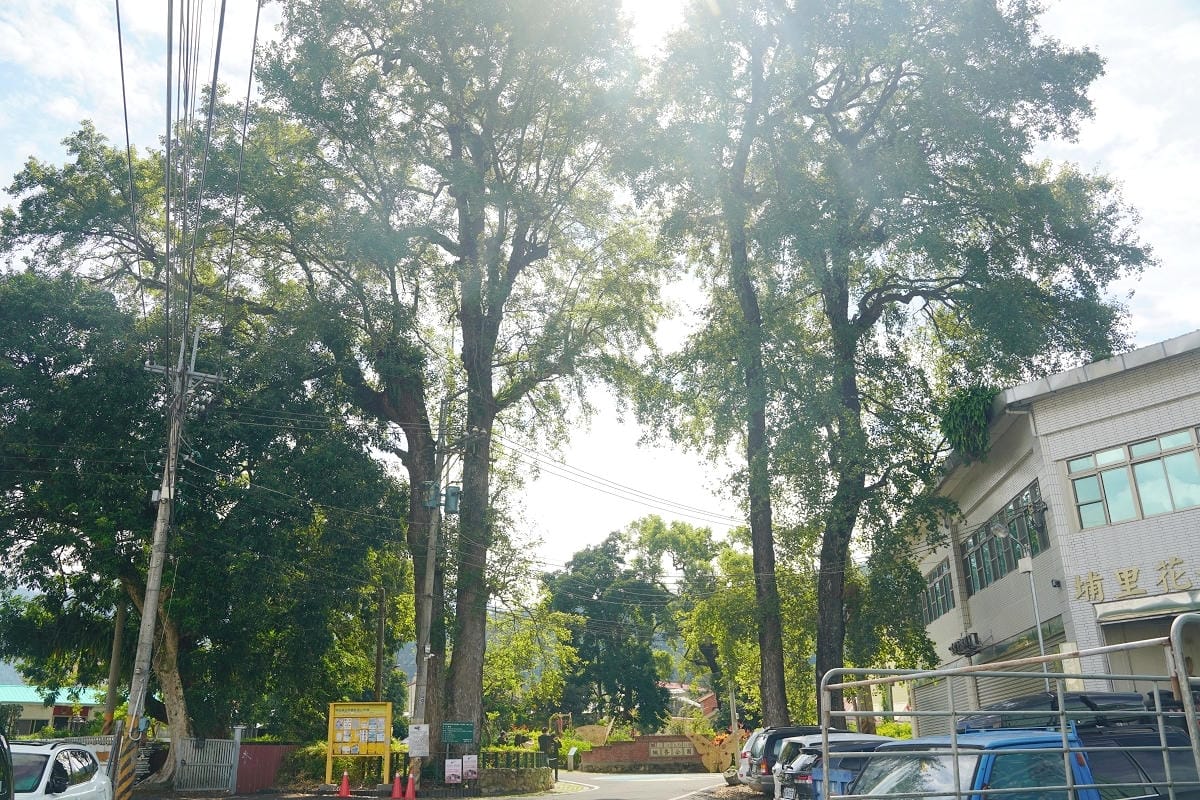 【南投埔里蜈蚣社區楓香公園楓香巨木群】花若盛開蝴蝶自來生態竹舞裝置藝術 全國唯一平埔番祖廟