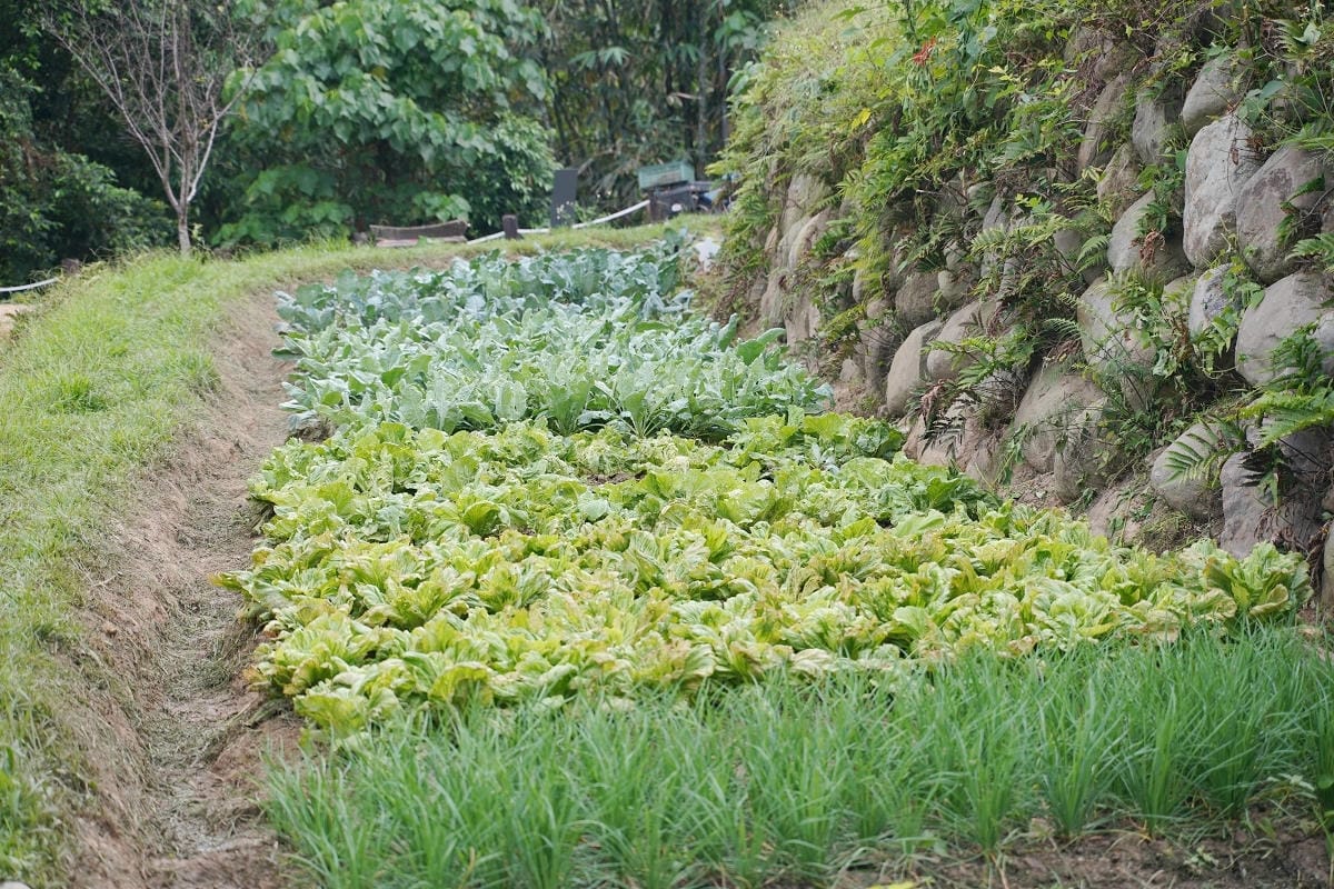 【鹿谷鄉秀峰村坪仔頂水梯田】國際竹藝風華秀峰社區 共融環境教育解說場域 2025建築園冶獎 - 第8張圖 【鹿谷鄉秀峰村坪仔頂水梯田】國際竹藝風華秀峰社區 共融環境教育解說場域 2025建築園冶獎