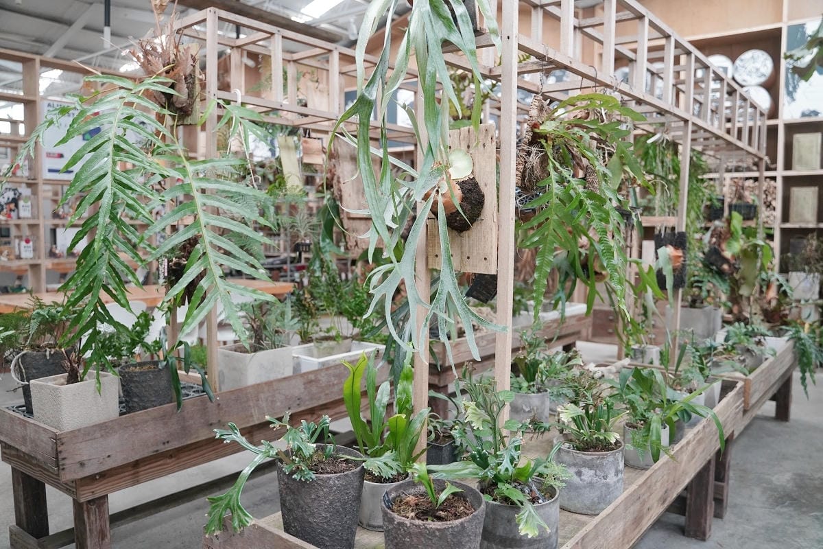 【空氣圖書館 AIR LIBRARY】嘉義梅山太平免費網美景點 滿室綠意蕨類植物+文創商品 - 第7張圖 【空氣圖書館 AIR LIBRARY】嘉義梅山太平免費網美景點 滿室綠意蕨類植物+文創商品