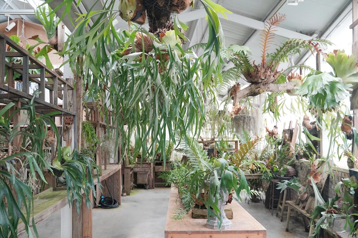 【空氣圖書館 AIR LIBRARY】嘉義梅山太平免費網美景點 滿室綠意蕨類植物+文創商品 - 第8張圖 【空氣圖書館 AIR LIBRARY】嘉義梅山太平免費網美景點 滿室綠意蕨類植物+文創商品