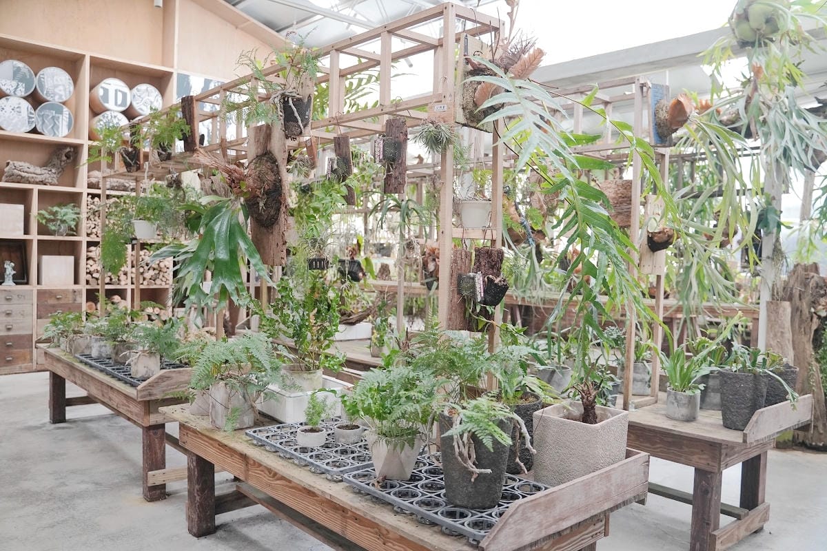 【空氣圖書館 AIR LIBRARY】嘉義梅山太平免費網美景點 滿室綠意蕨類植物+文創商品 - 第14張圖 【空氣圖書館 AIR LIBRARY】嘉義梅山太平免費網美景點 滿室綠意蕨類植物+文創商品