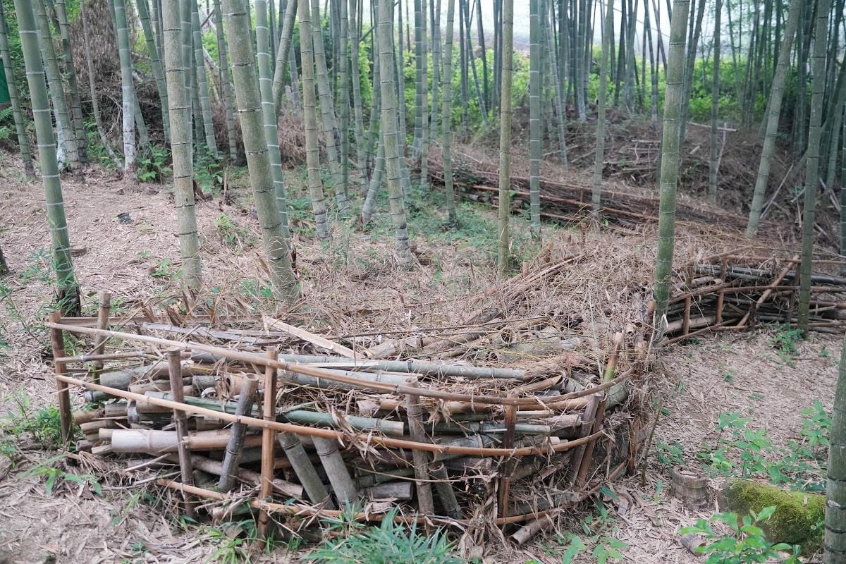 【嘉義梅山瑞峰竹林茶席】「森然有茶香」竹構作品 山麻雀意象+水波紋竹林步道+竹平台茶席裝置