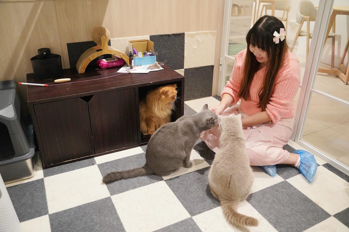 【古舕咖啡三重同安店】貓屋預約制深度體驗 與貓咪共處的療癒時光 三重貓咪咖啡館下午茶推薦