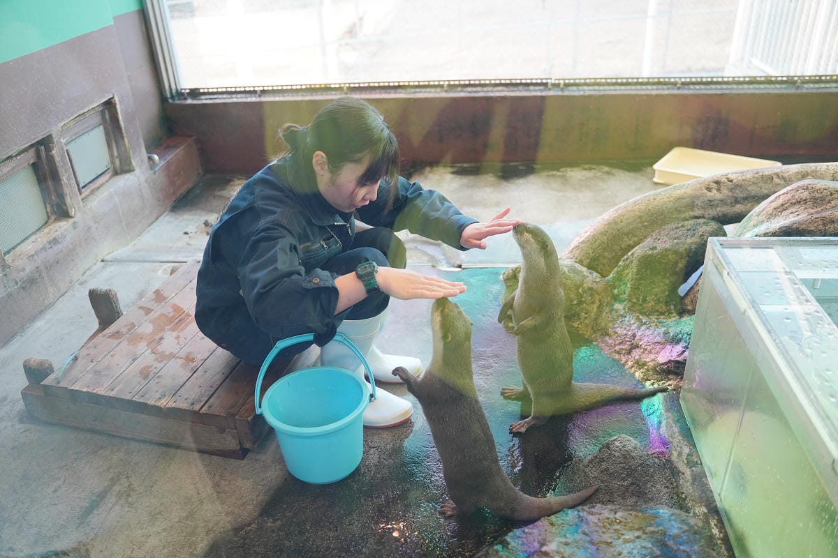 【箱根園水族館】箱根室內景點推薦 日本海拔最高水族館 亞洲小爪水獺握手/貝加爾海豹/可愛企鵝