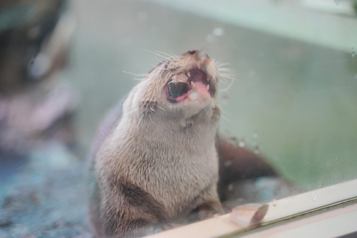 【箱根園水族館】箱根室內景點推薦 日本海拔最高水族館 亞洲小爪水獺握手/貝加爾海豹/可愛企鵝