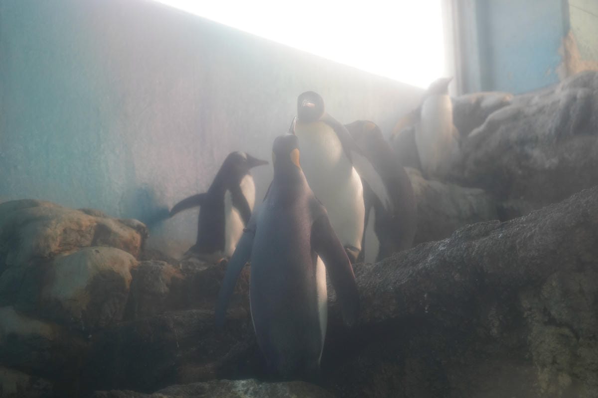 【箱根園水族館】箱根室內景點推薦 日本海拔最高水族館 亞洲小爪水獺握手/貝加爾海豹/可愛企鵝