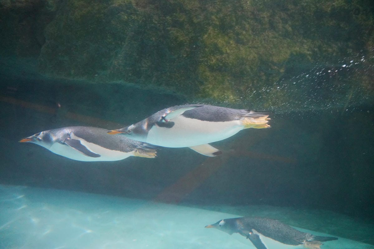【箱根園水族館】箱根室內景點推薦 日本海拔最高水族館 亞洲小爪水獺握手/貝加爾海豹/可愛企鵝