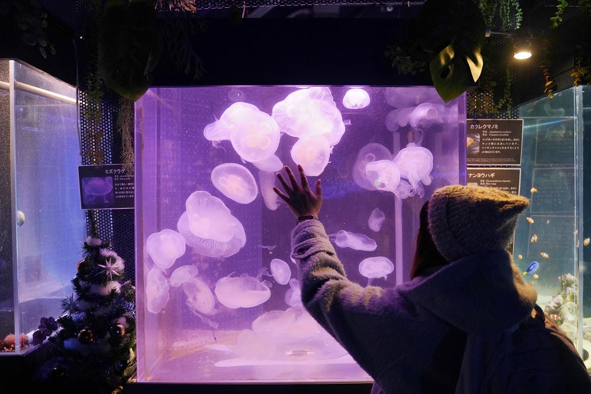 【箱根園水族館】箱根室內景點推薦 日本海拔最高水族館 亞洲小爪水獺握手/貝加爾海豹/可愛企鵝